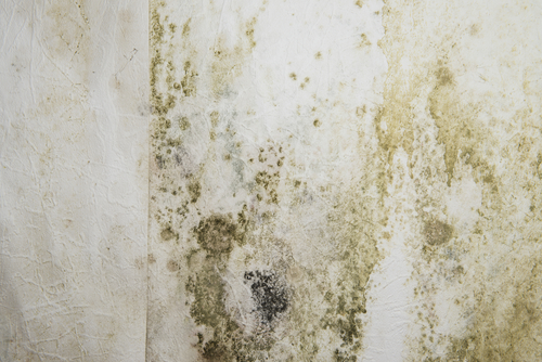 Mildewed walls with different sorts of mold (close-up shot)